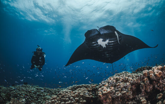 New certification card with manta rays