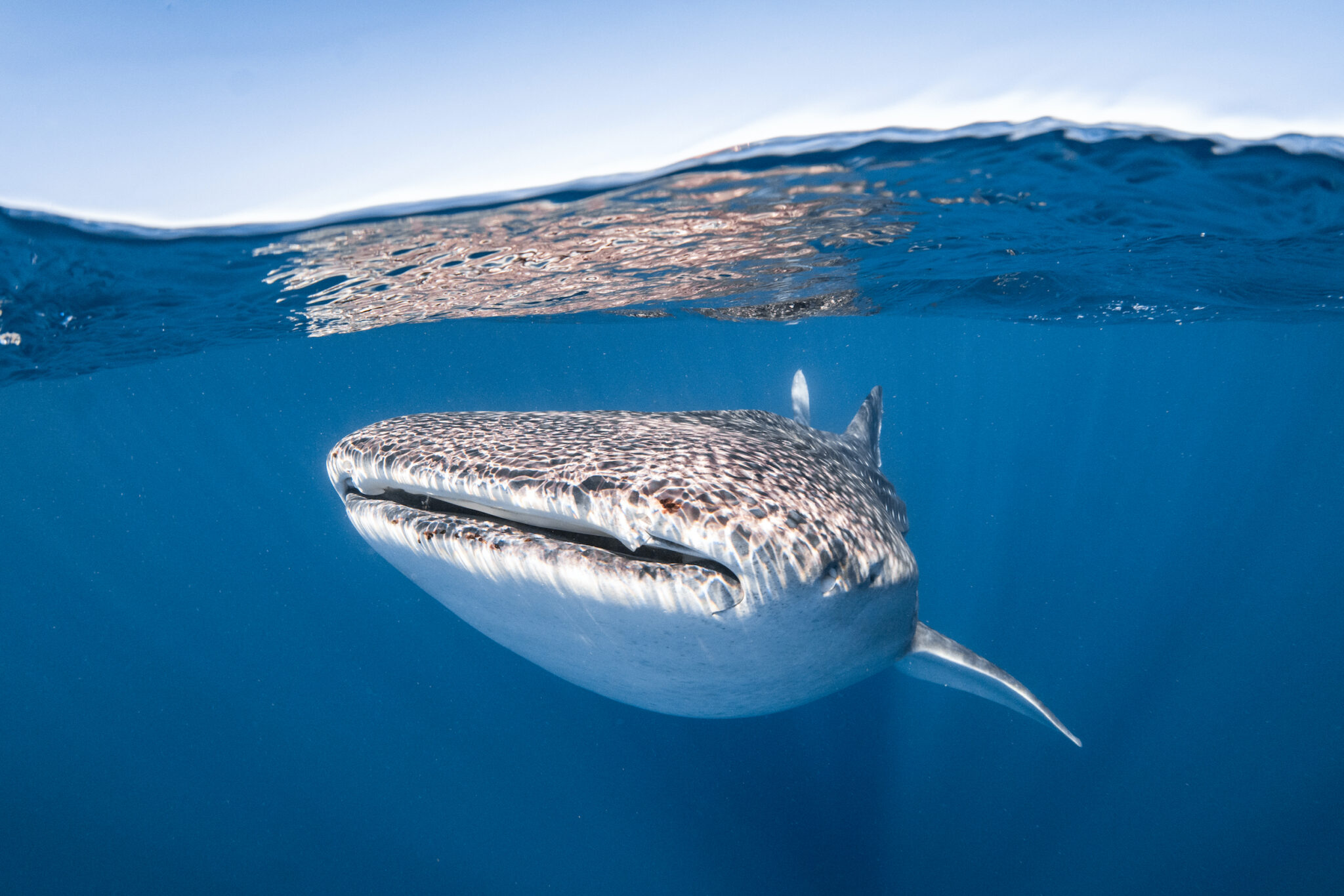 The Top 5 Scuba Diving Destinations in April - Ningaloo Reef Australia