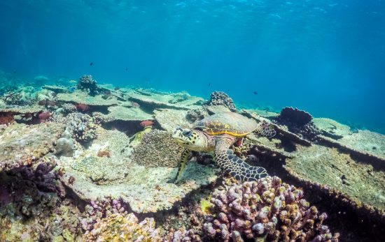 Diving with Turtles