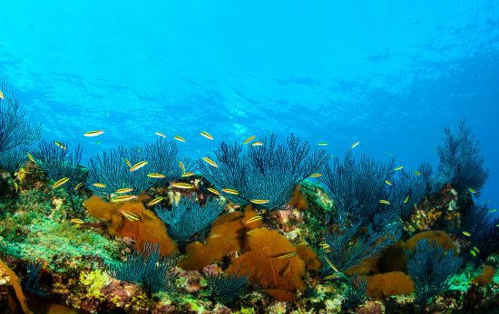 SeaofCortez_CoralReef2_Shutterstock