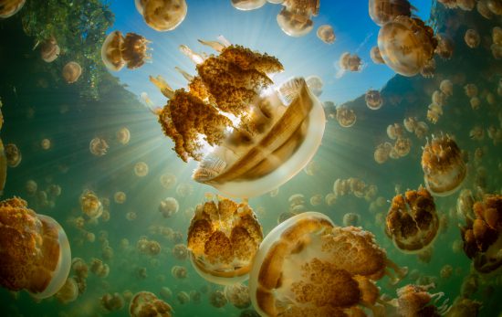 JellyfishLake_Shutterstock