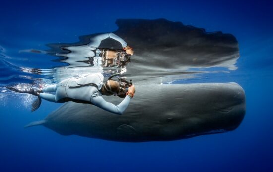 swimming with whales sperm whales