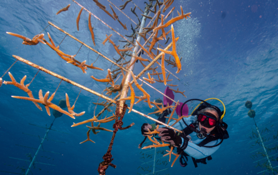 female-led marine conservation projects